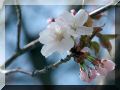 桜（2004.5.5撮影）