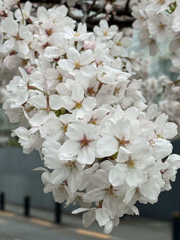 https://mansara.com/blog/044547.jpg